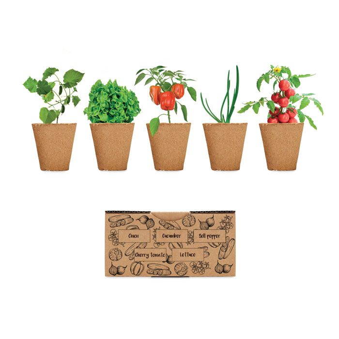 MO6499_1.jpg SALAD – SALAD GROWING KIT | GROW FRESH, HEALTHY INGREDIENTS AT HOME - Image 1